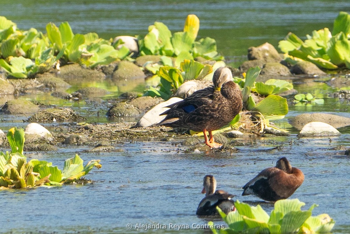 Mottled Duck - ML613999684