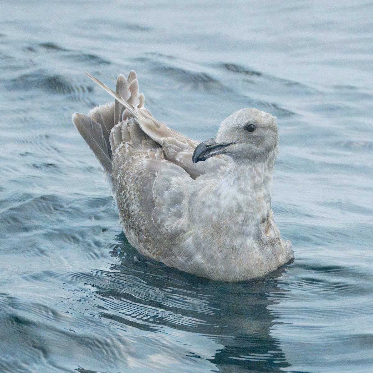 Glaucous-winged Gull - Alexander Yan