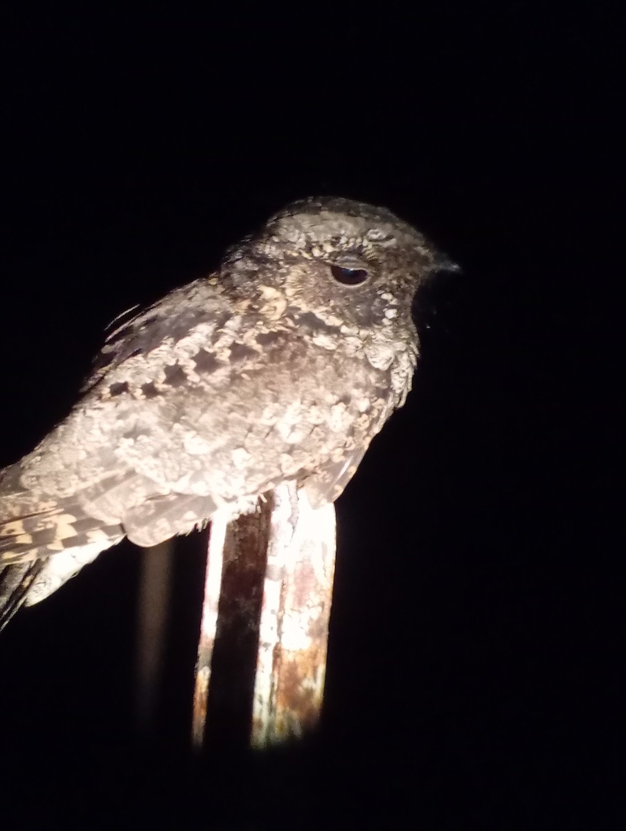 Yucatan Nightjar - ML613999782