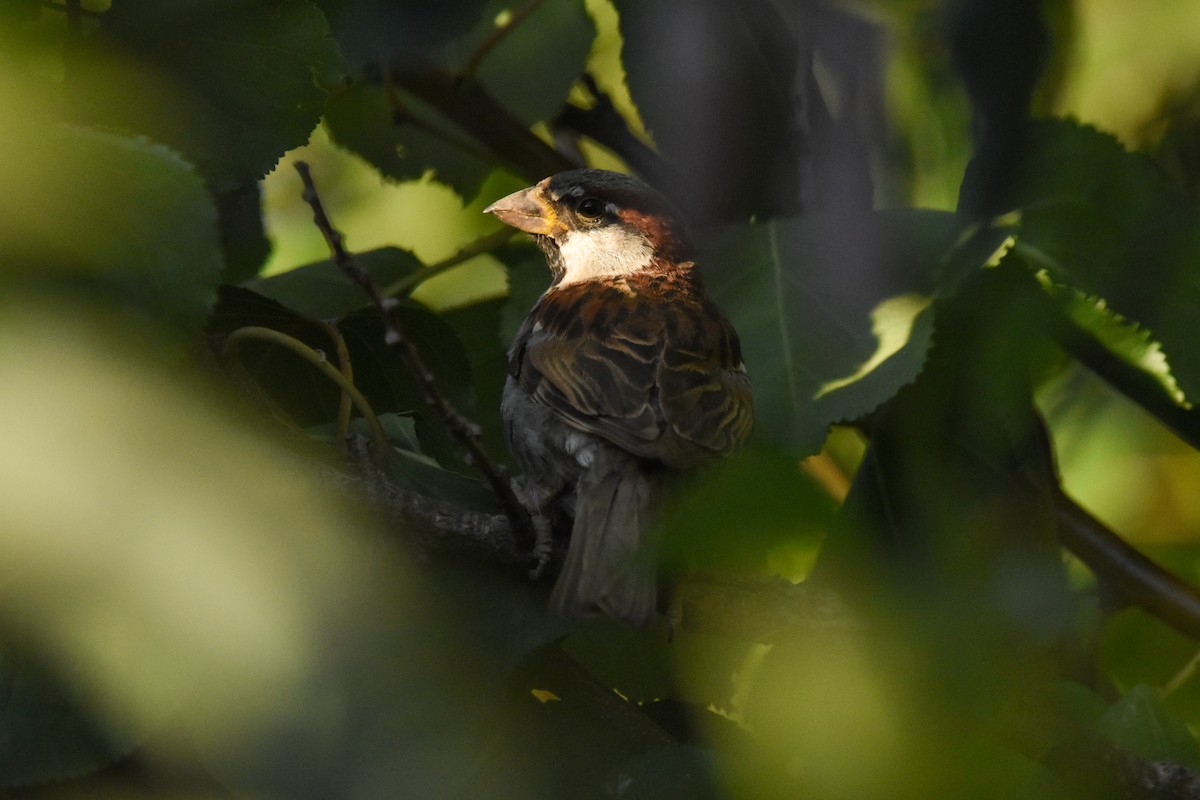 House Sparrow - ML613999791