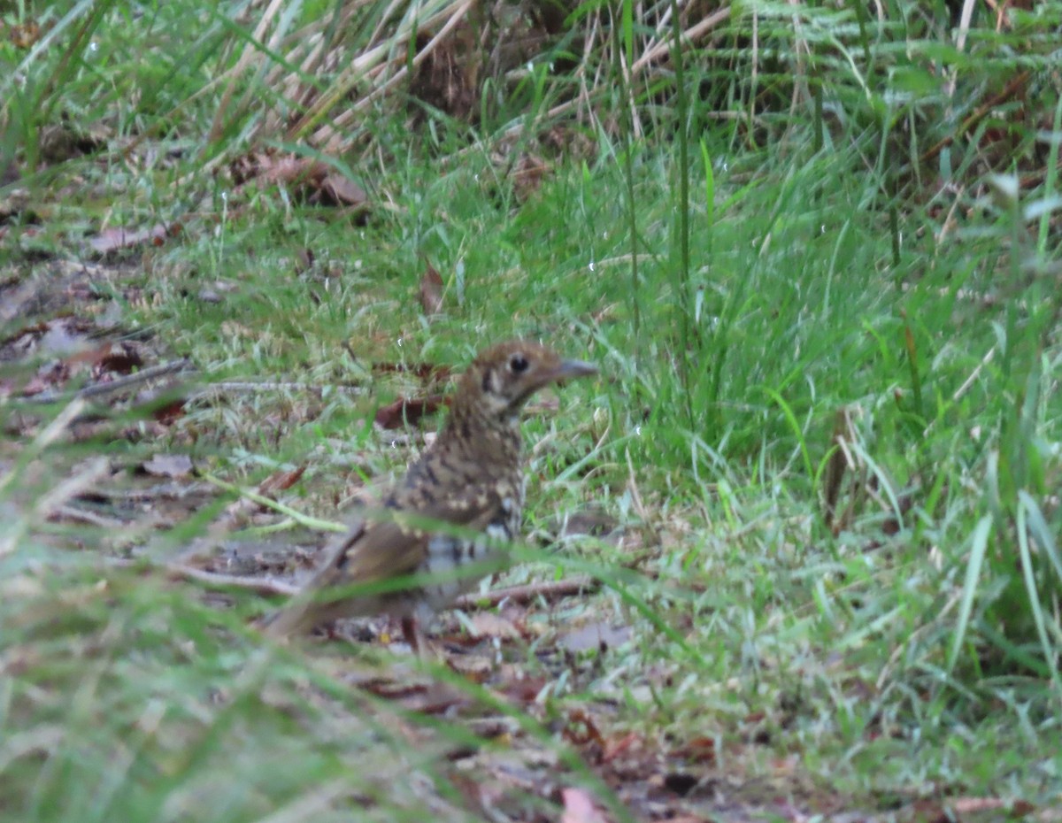 Bassian Thrush - ML613999793