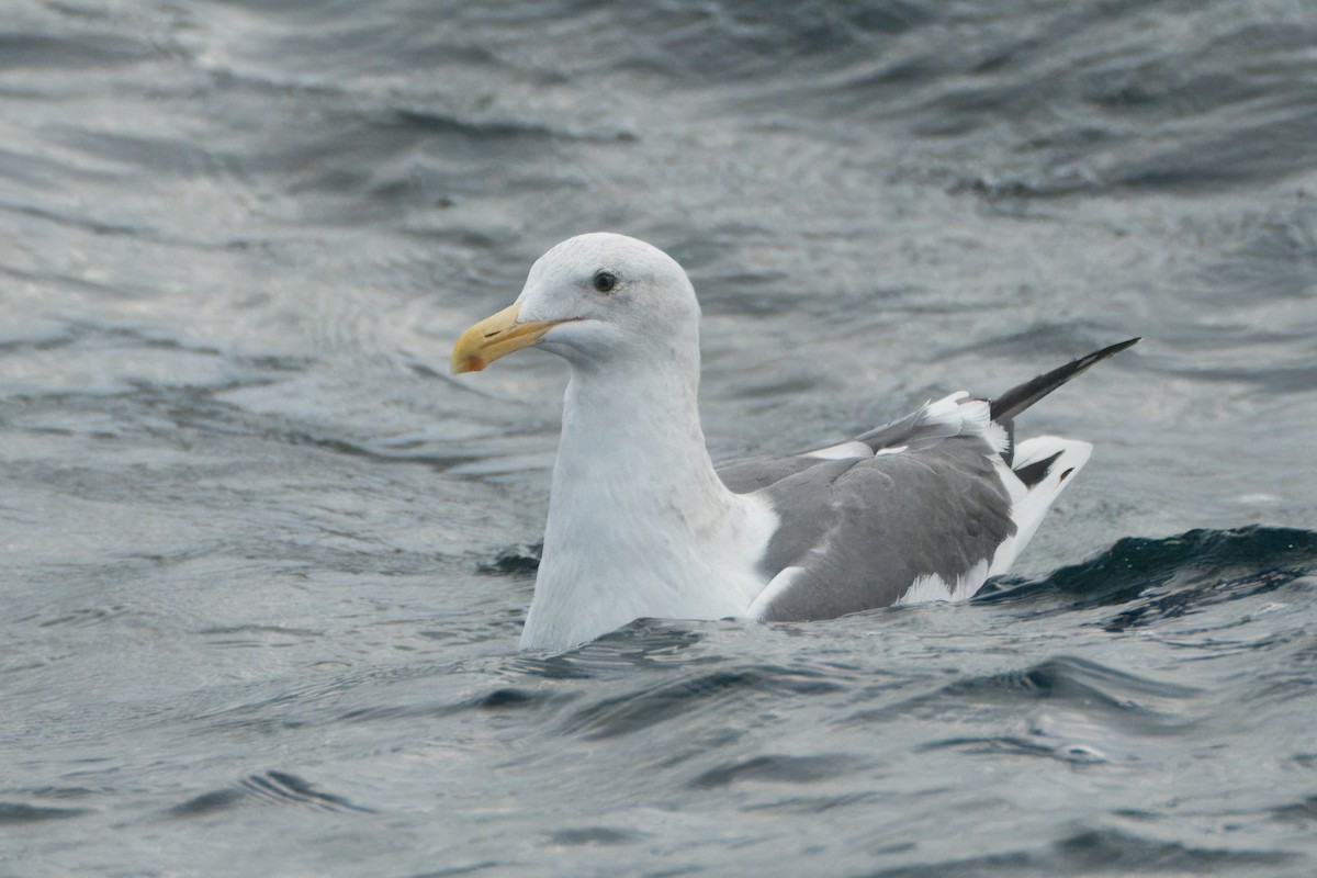 Western Gull - Alexander Yan