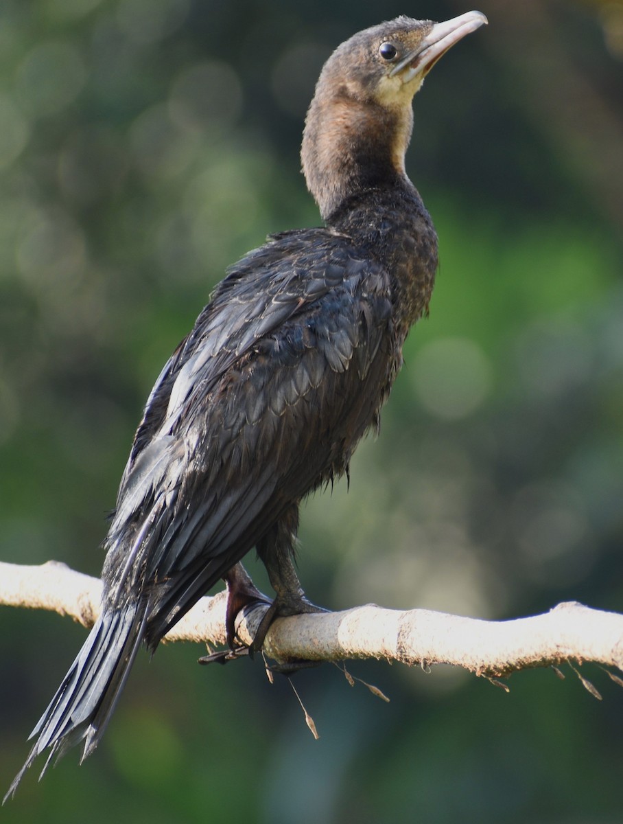 Cormoran de Vieillot - ML613999819