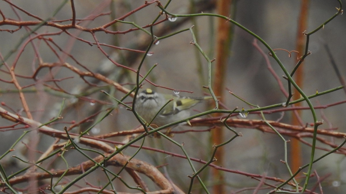 Golden-crowned Kinglet - ML613999822