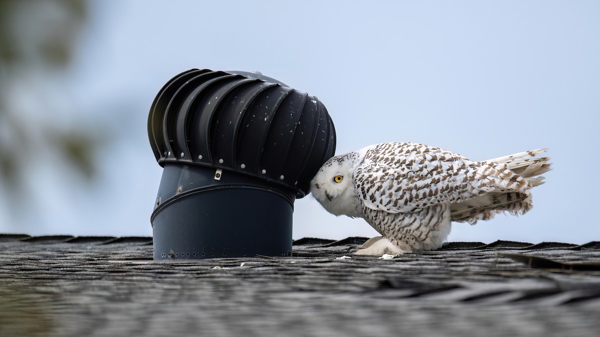 Snowy Owl - Wentao Yang