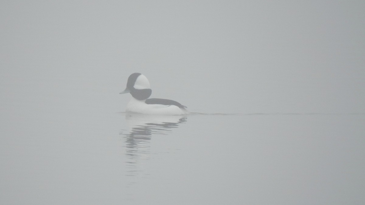 Bufflehead - ML613999926