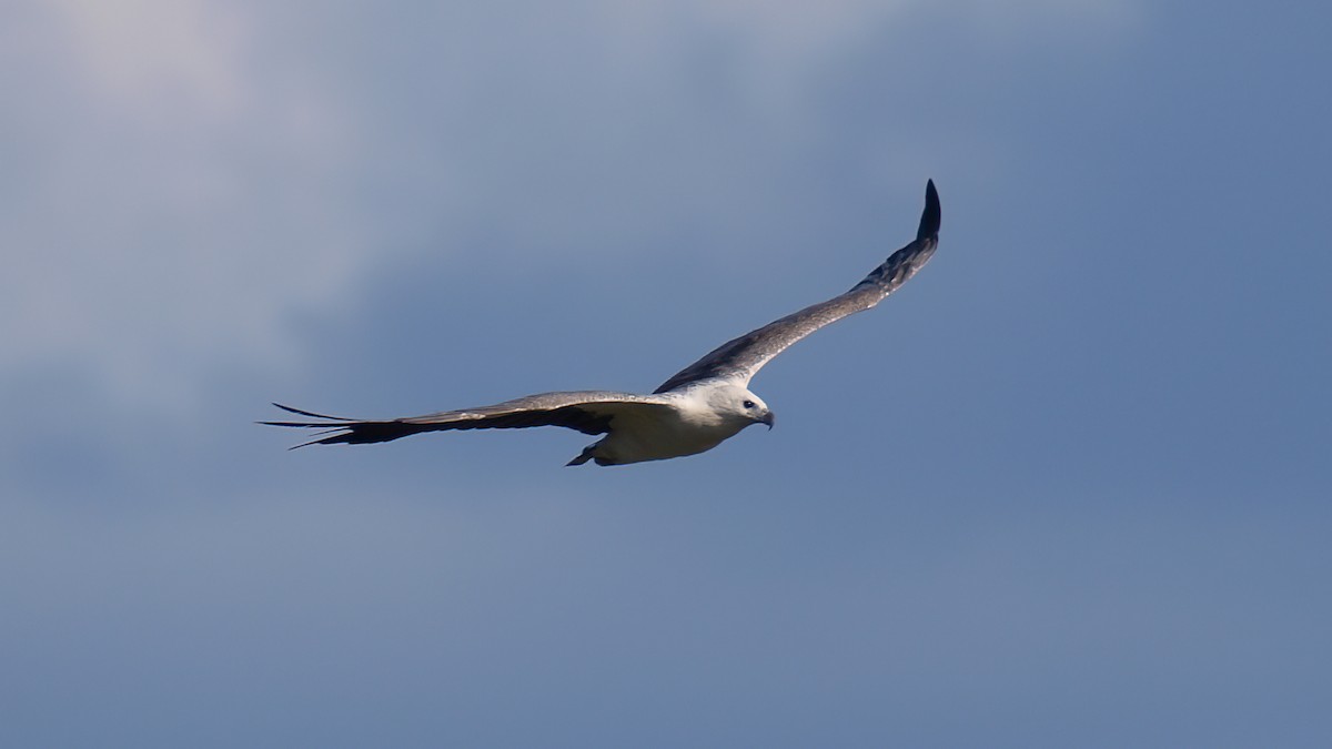 White-bellied Sea-Eagle - ML613999928