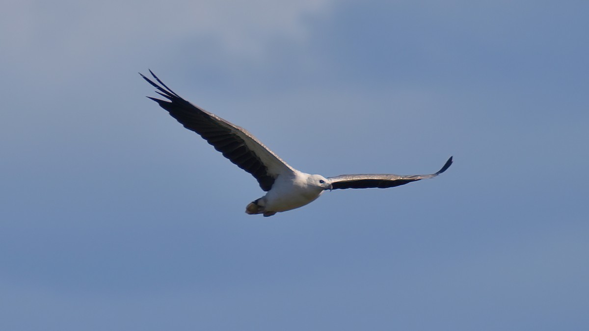 White-bellied Sea-Eagle - ML613999931