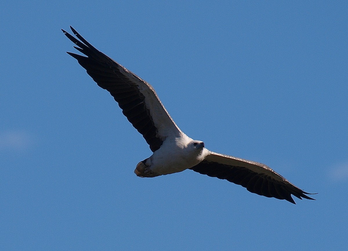 Белобрюхий орлан - ML613999933
