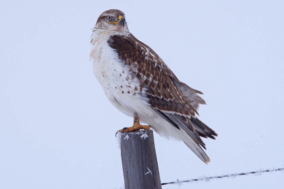 Ferruginous Hawk - ML613999967