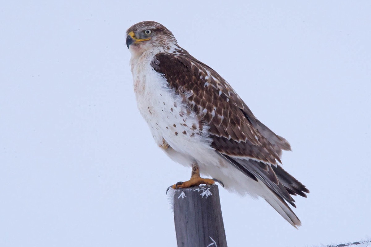 Ferruginous Hawk - ML613999968