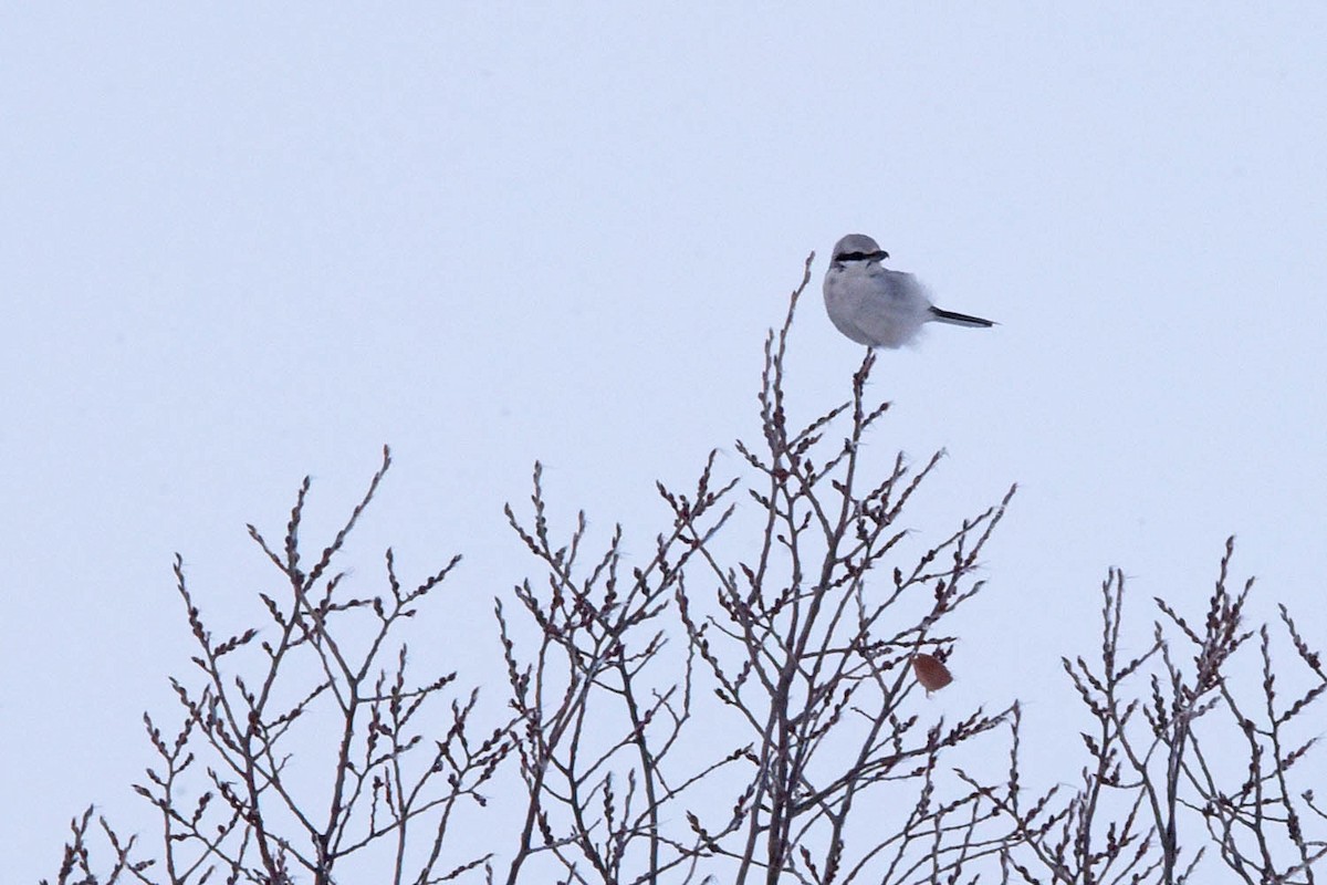 Northern Shrike - ML613999971