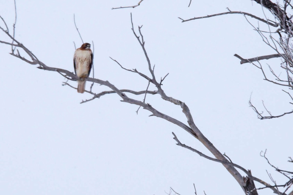 Red-tailed Hawk - ML614000073