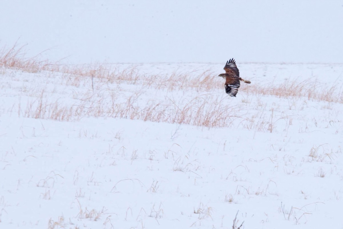 Ferruginous Hawk - ML614000075