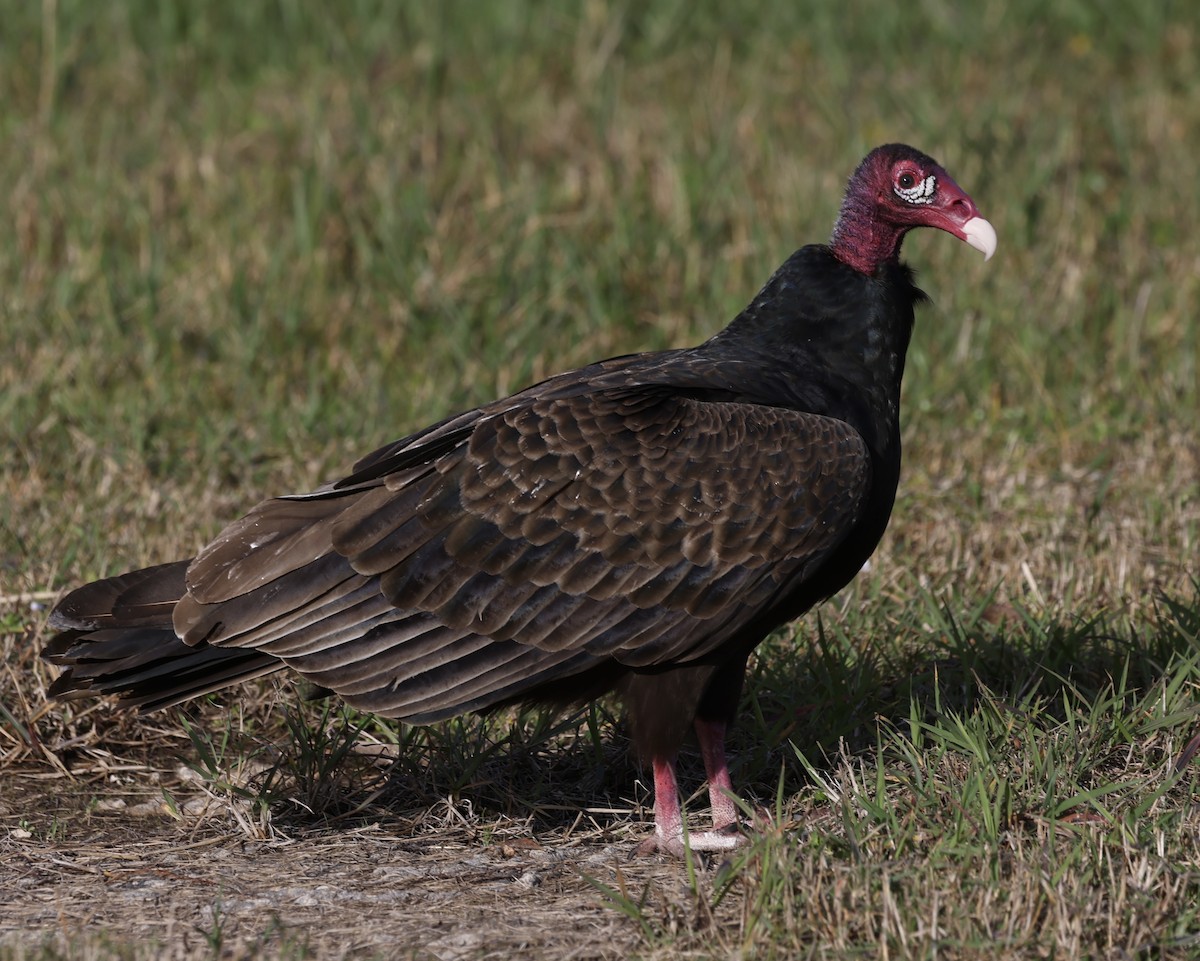 Turkey Vulture - Glenn and Ellen Peterson