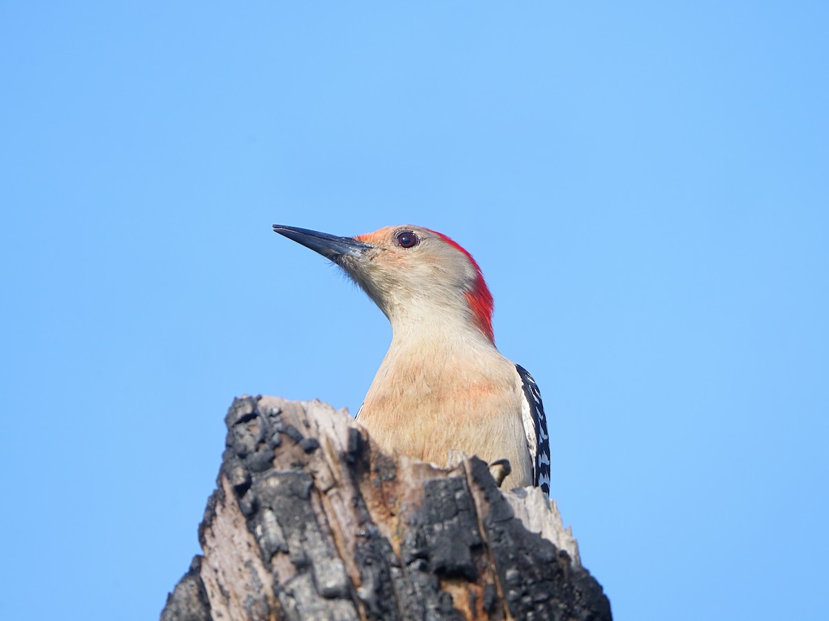 Red-bellied Woodpecker - Mei Hsiao