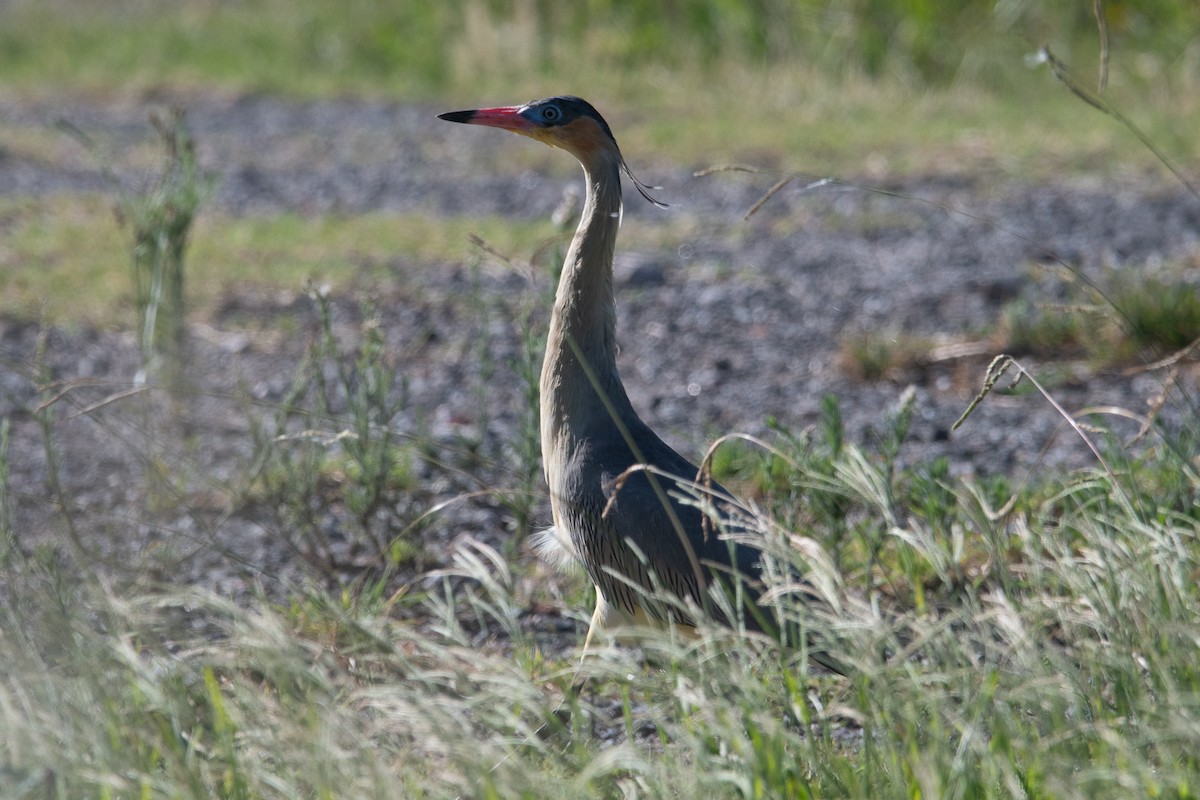 Whistling Heron - Nicolas Mazzini