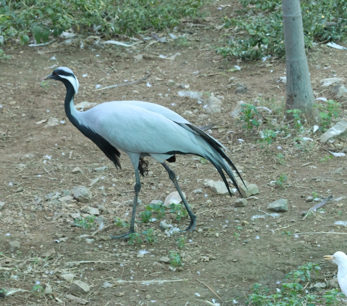 Demoiselle Crane - ML614000291