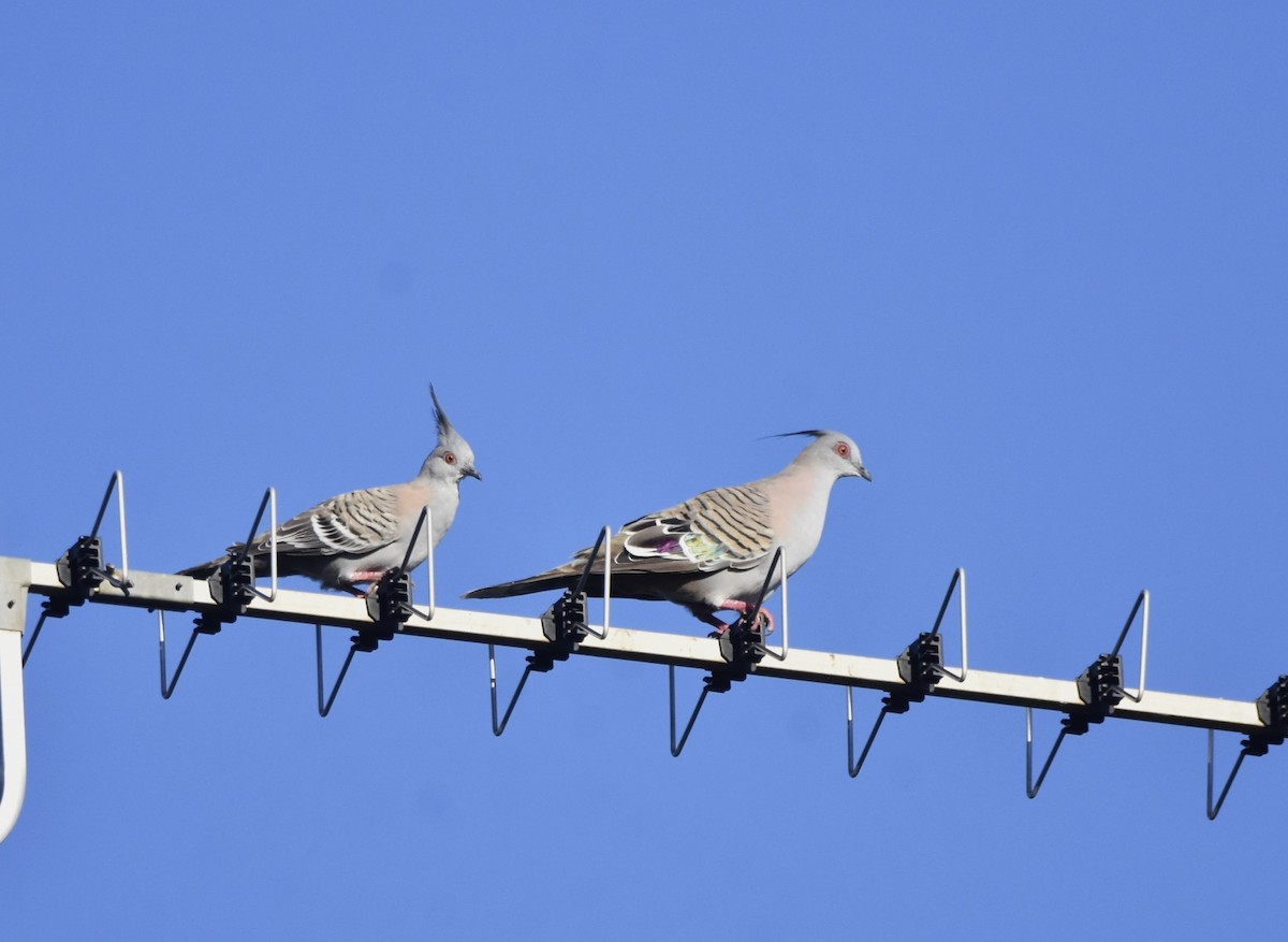 Crested Pigeon - ML614000332