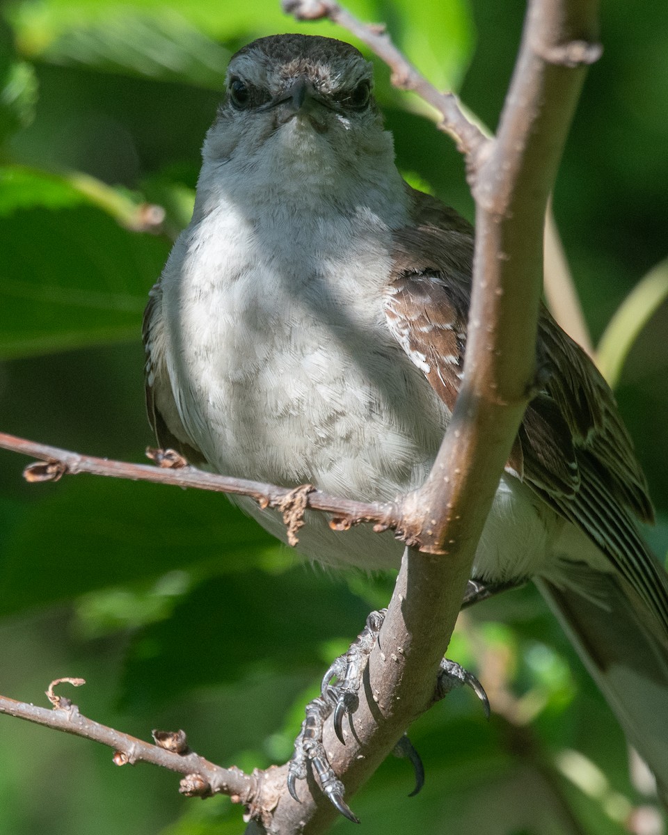 Chalk-browed Mockingbird - Nicolas Mazzini