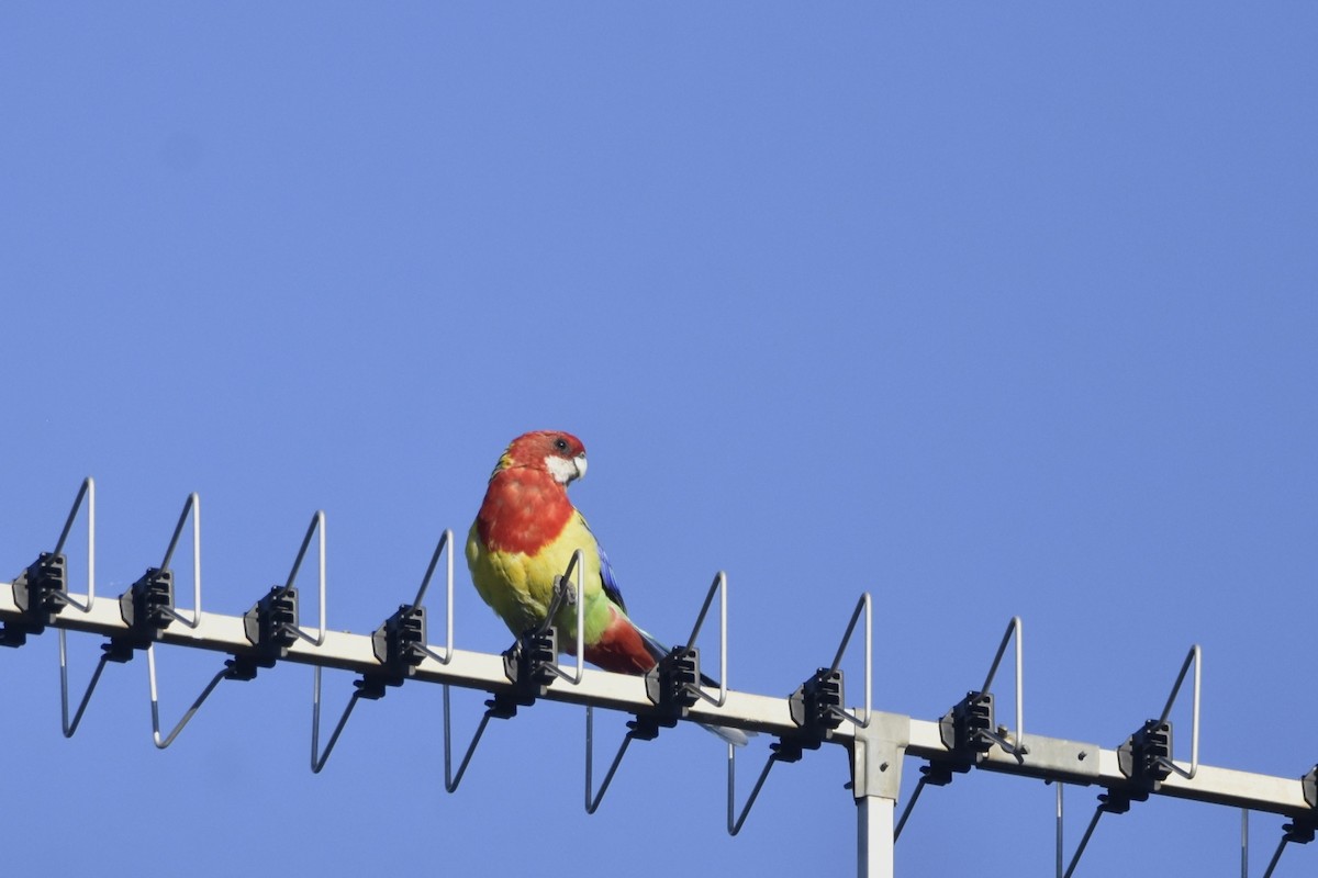 Eastern Rosella - ML614000338