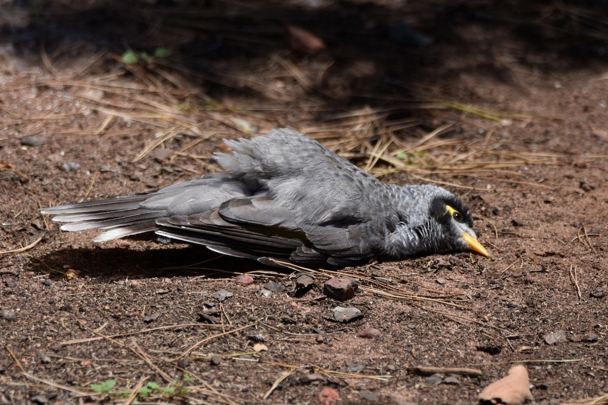 Noisy Miner - ML614000344