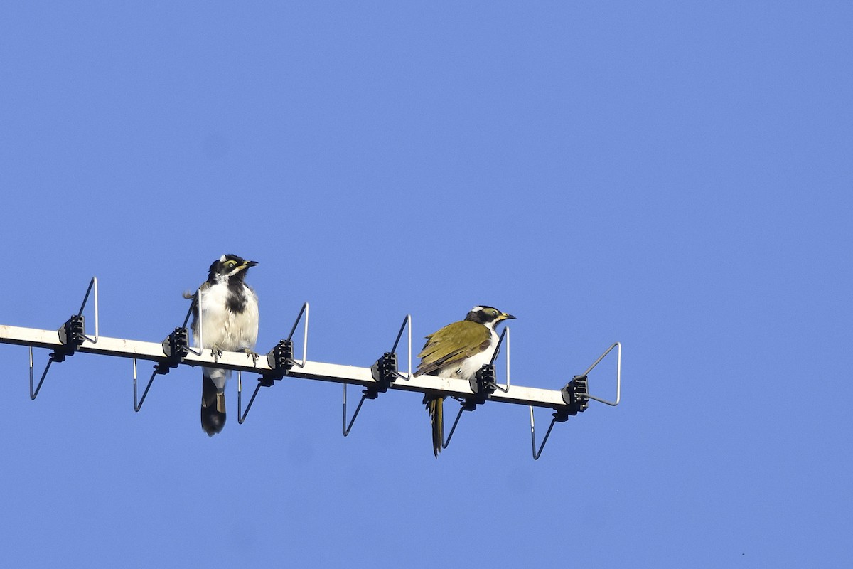 Blue-faced Honeyeater - ML614000348