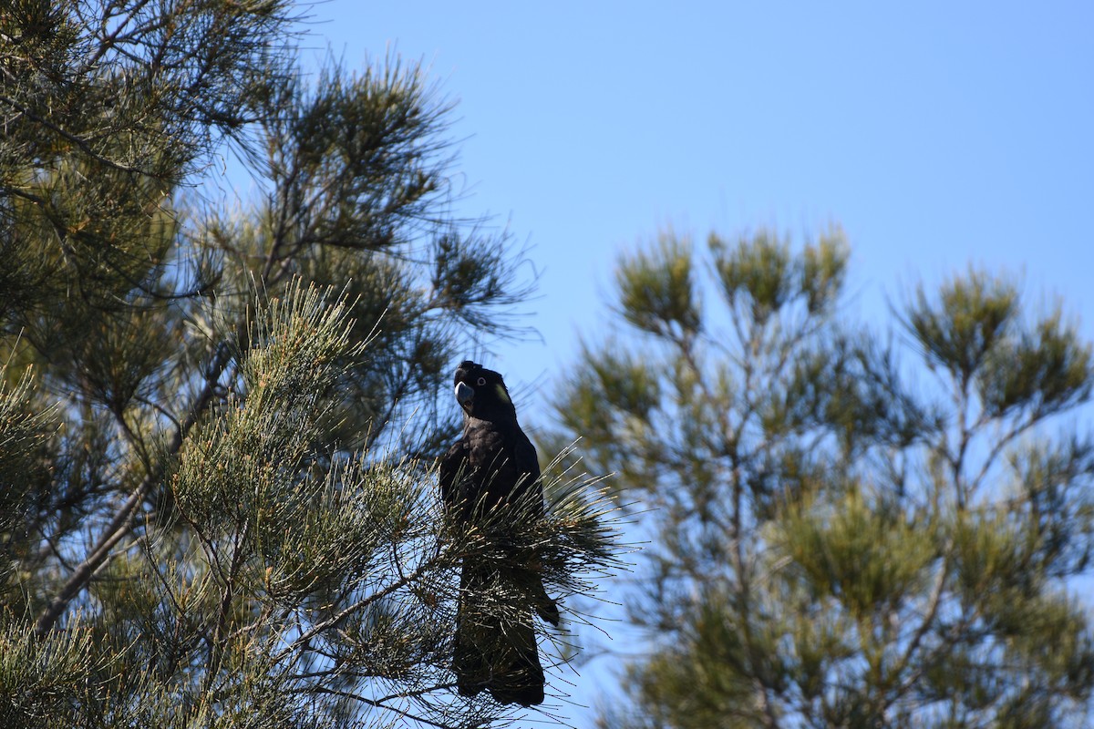 Yellow-tailed Black-Cockatoo - Hitomi Ward