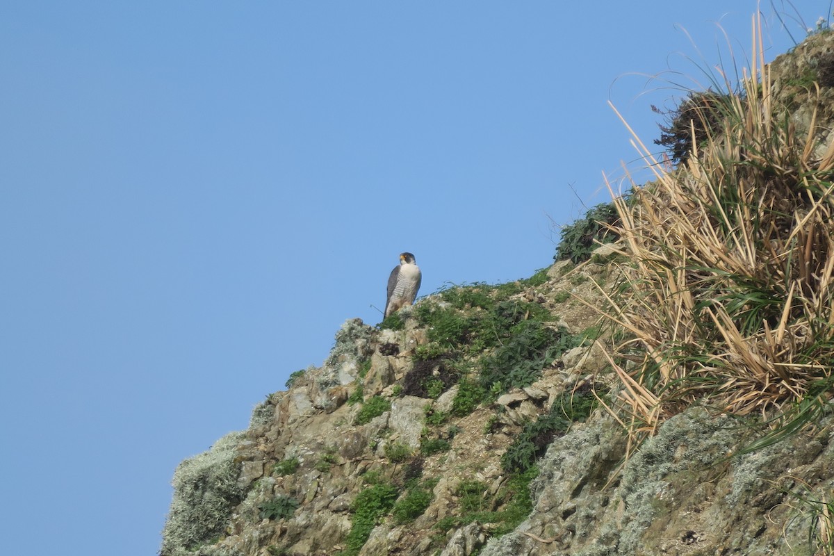 Peregrine Falcon - Douglas Brown