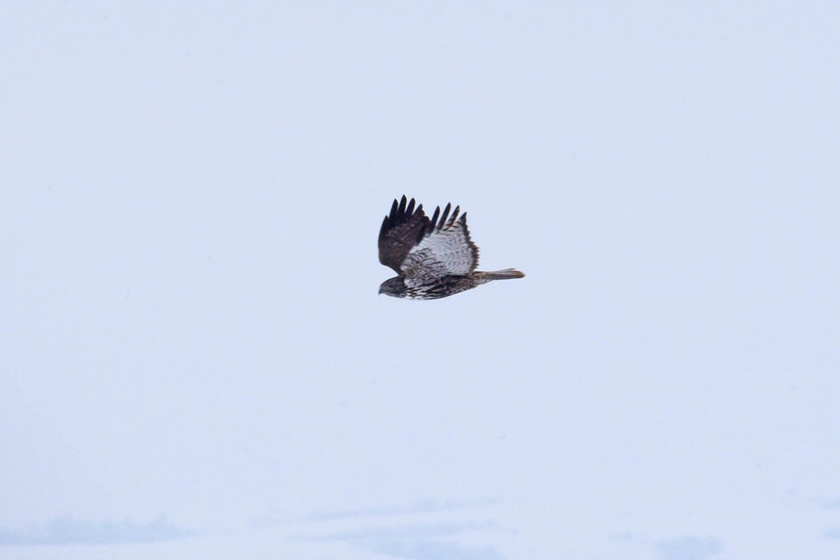 Red-tailed Hawk (Harlan's) - ML614000424