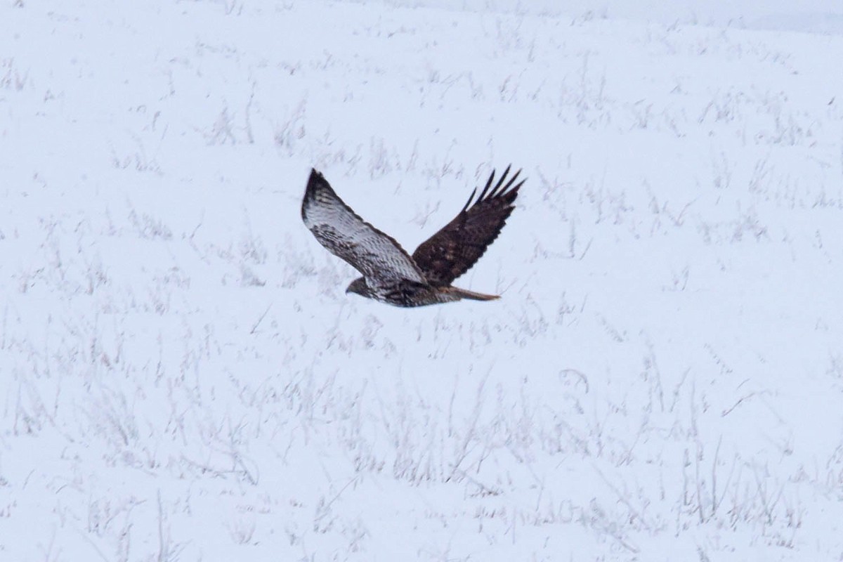 Red-tailed Hawk (Harlan's) - ML614000425