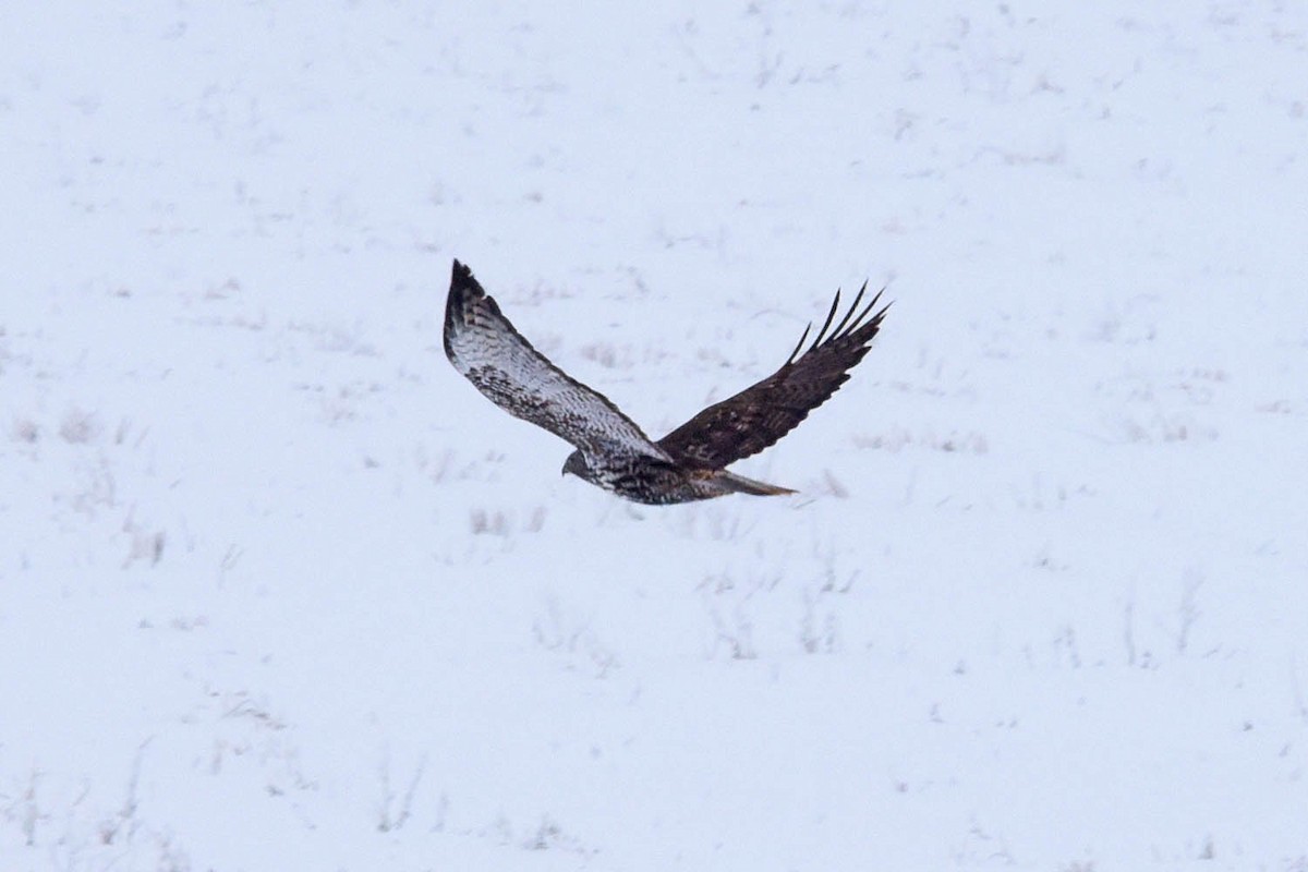 Red-tailed Hawk (Harlan's) - ML614000426