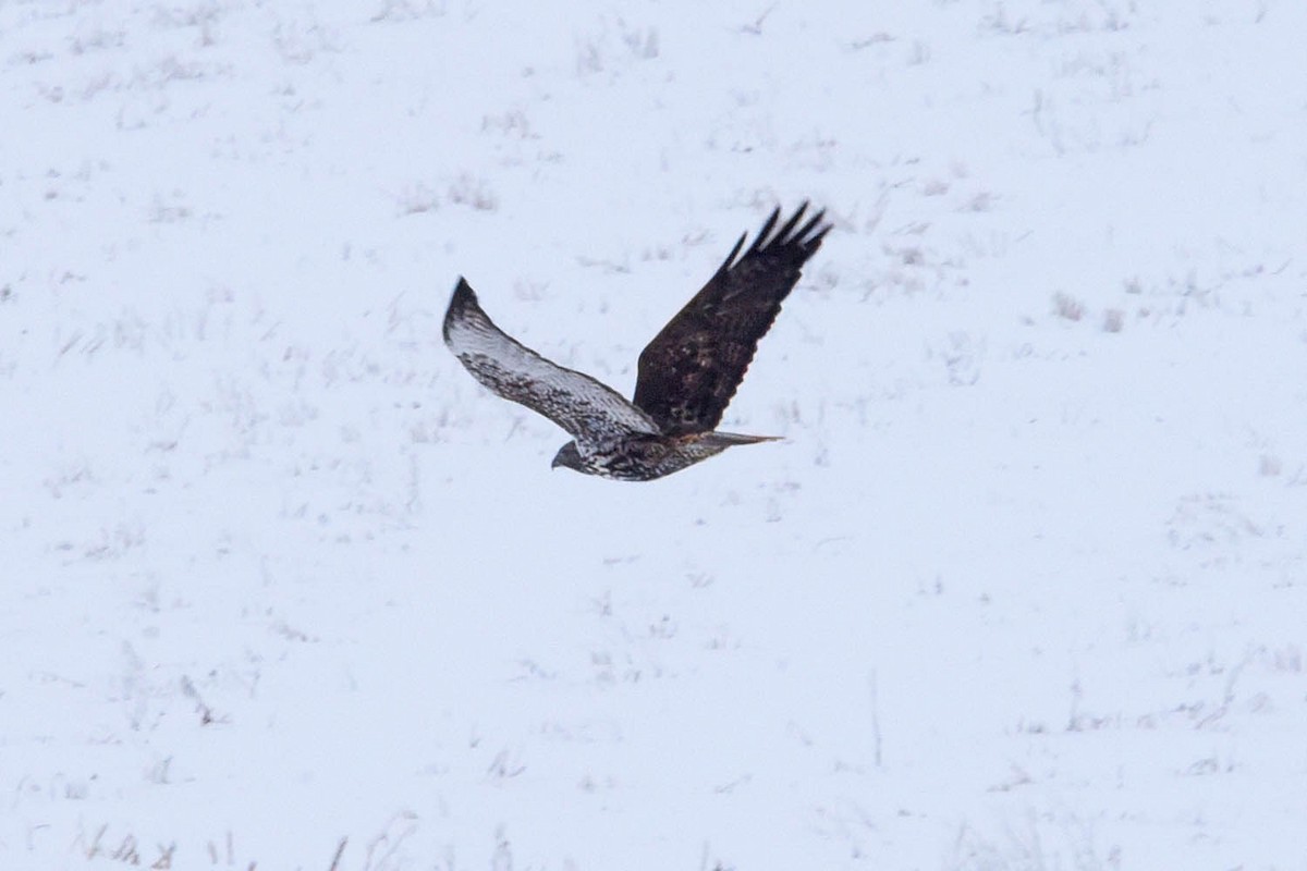 Red-tailed Hawk (Harlan's) - ML614000427