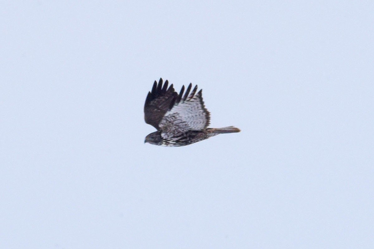 Red-tailed Hawk (Harlan's) - ML614000454