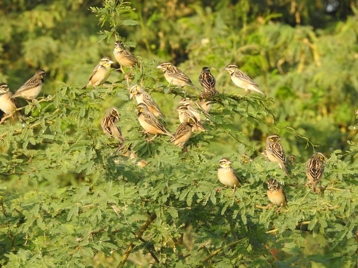 Black-breasted Weaver - ML614000461