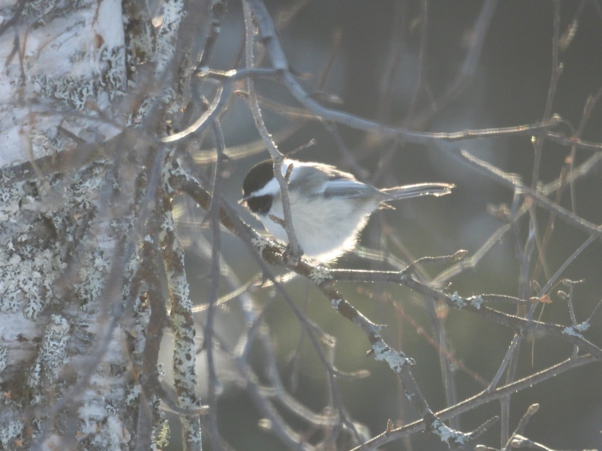 Black-capped Chickadee - ML614000515