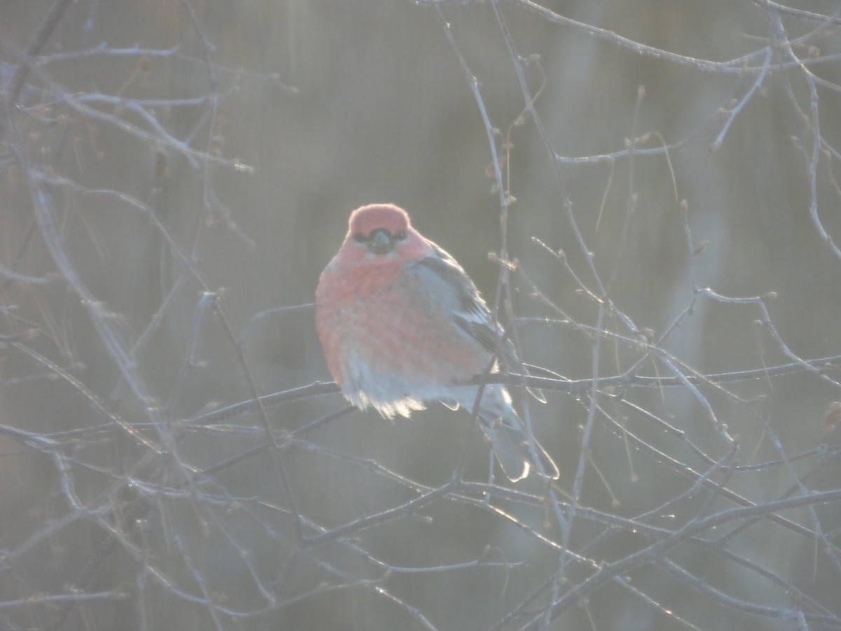 Pine Grosbeak - ML614000535