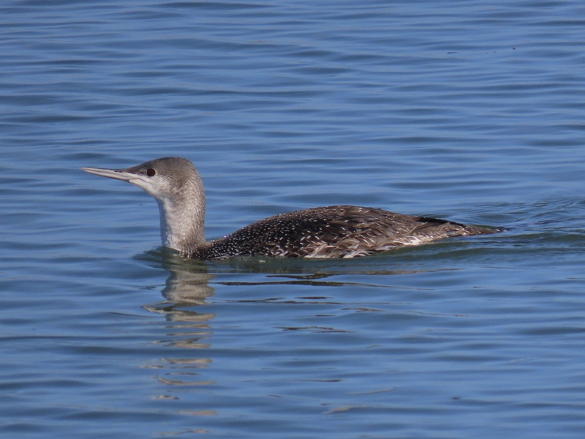 Red-throated Loon - ML614000538