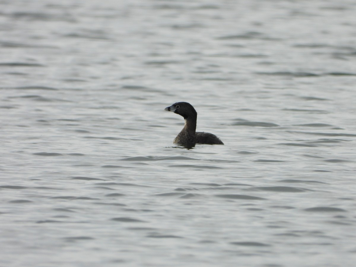 Pied-billed Grebe - ML614000571