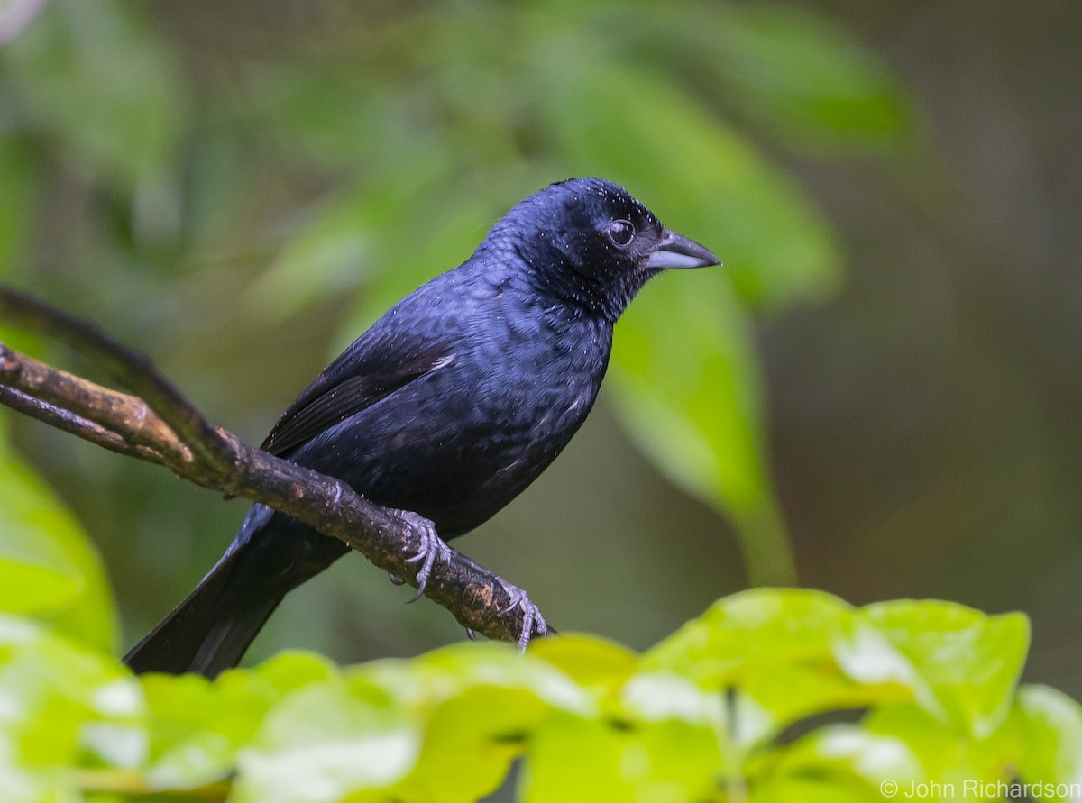 Ruby-crowned Tanager - ML614000584