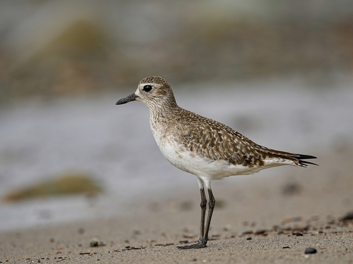 Black-bellied Plover - ML614000586