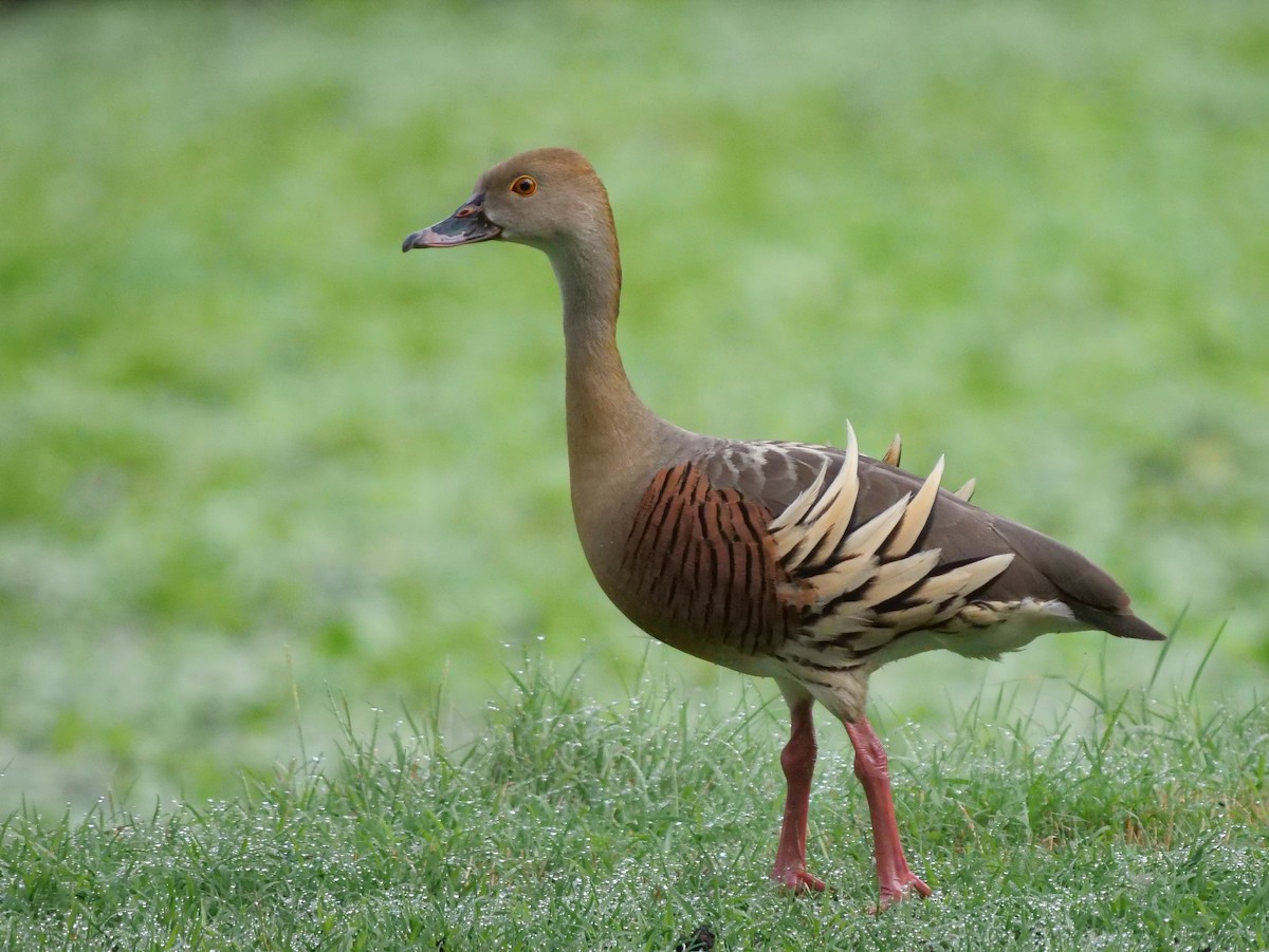 Plumed Whistling-Duck - ML614000639