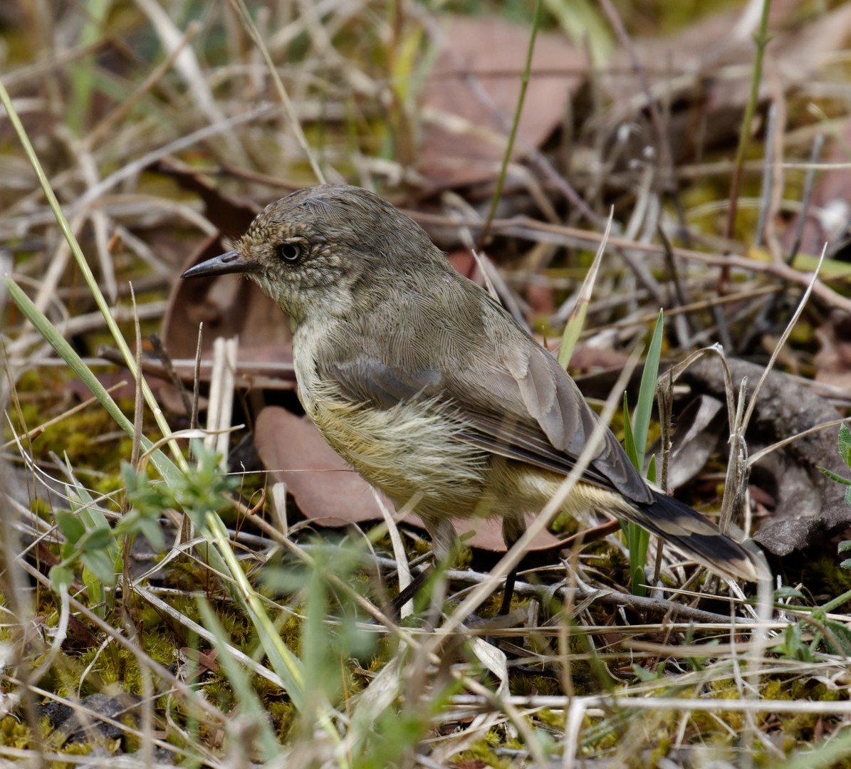 Buff-rumped Thornbill - Peter Bennet