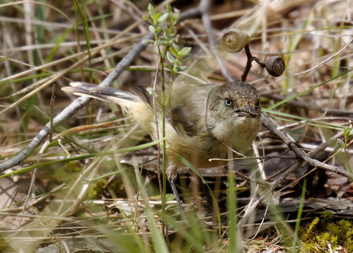 Buff-rumped Thornbill - ML614000648