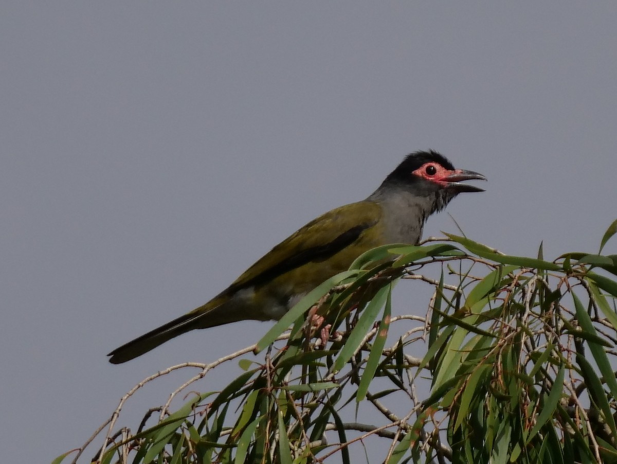 Australasian Figbird - Peter Lowe