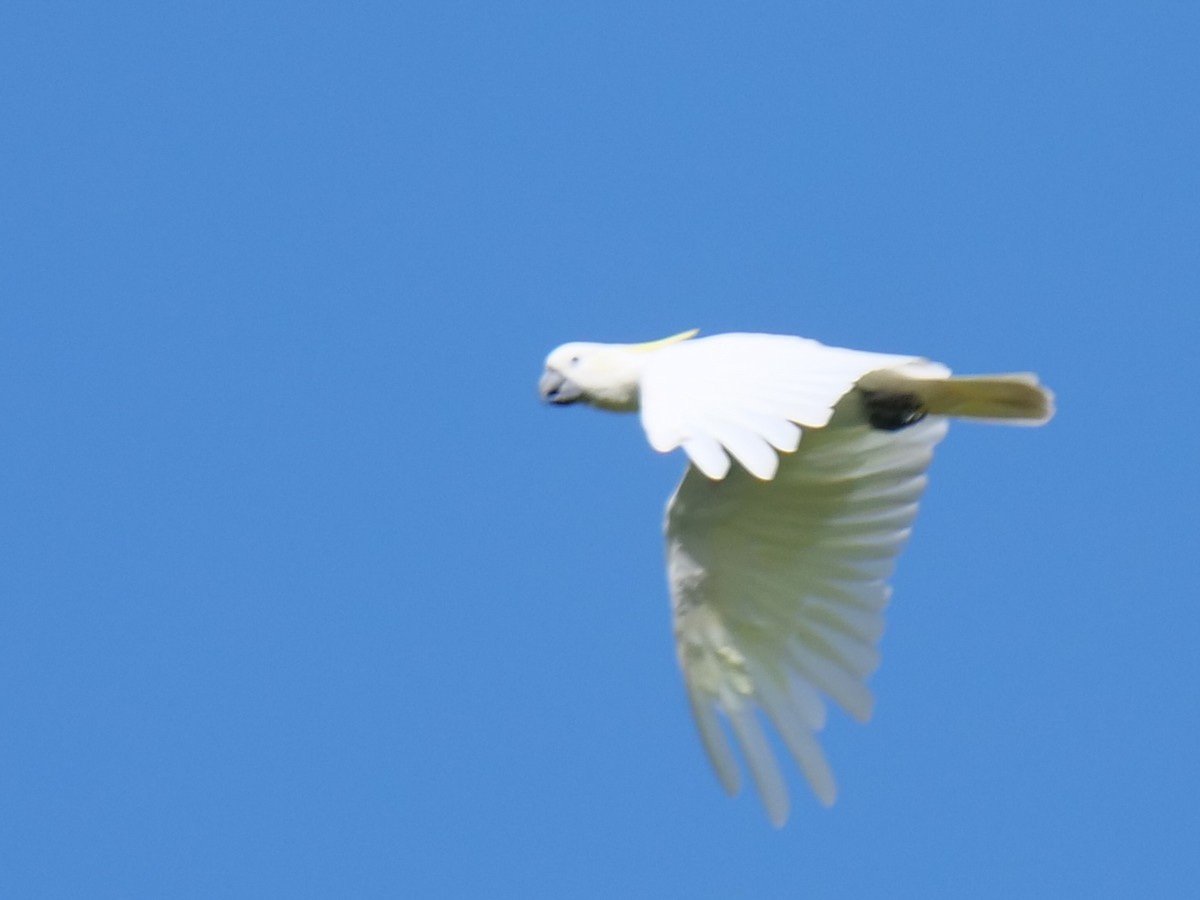 Sulphur-crested Cockatoo - ML614000655