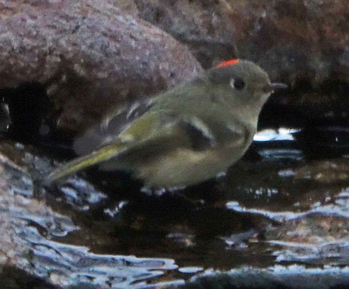 Ruby-crowned Kinglet - Carolyn Ohl, cc