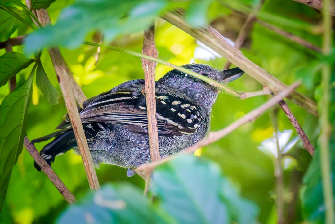 Black-crowned Antshrike - Eric Dyck