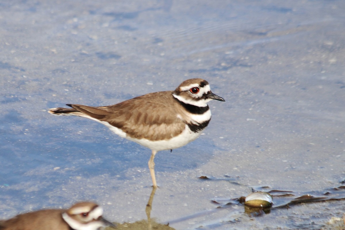 Killdeer - ML614000741