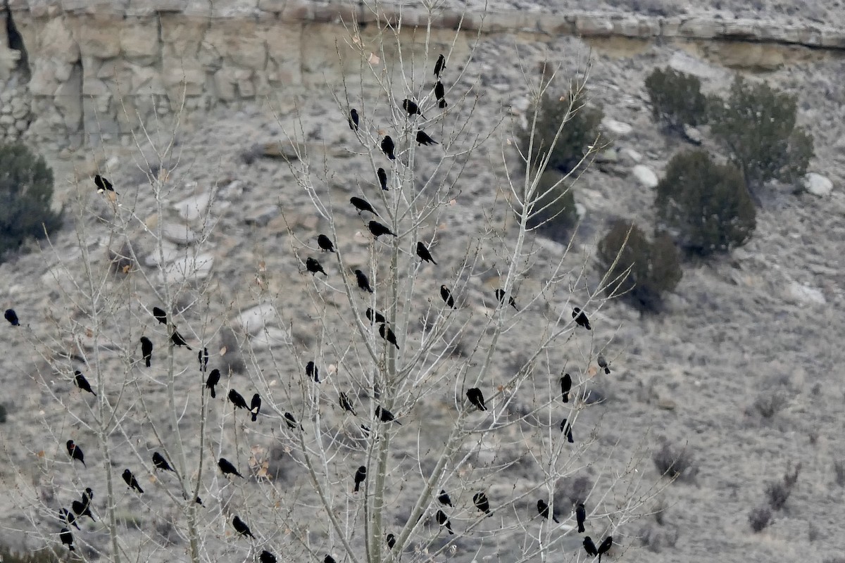 Red-winged Blackbird - ML614000757